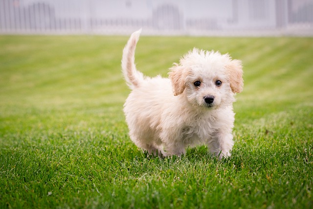 éducation d'un chiot