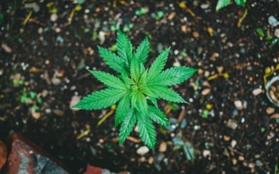 Weed Side Story