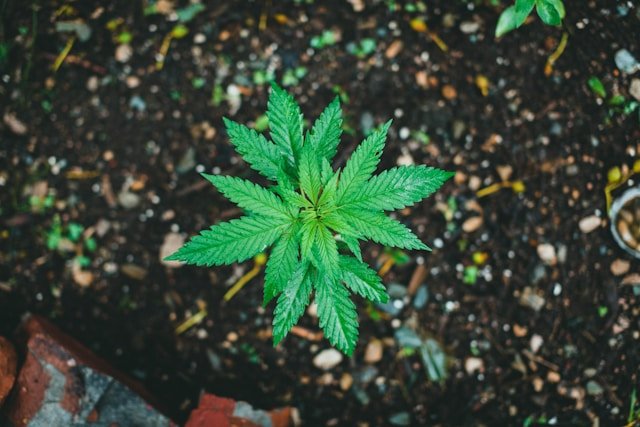 Weed Side Story