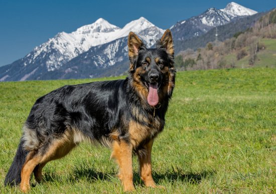 Berger Allemand