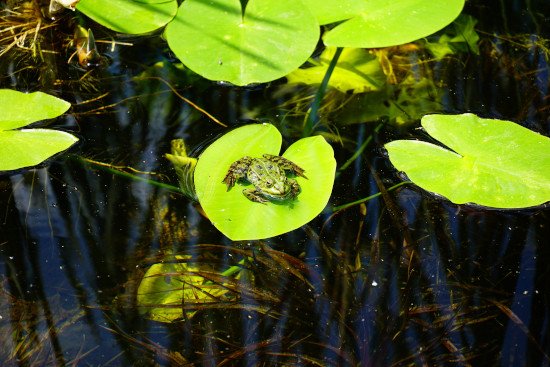 la biodiversité aquatique