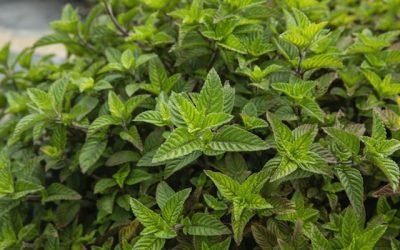 plante pour hypertension