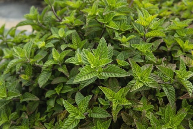 plante pour hypertension