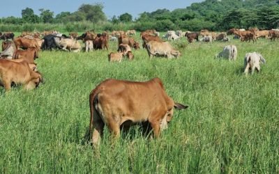 Digestion animaux ferme