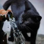 Chat qui refuse de boire : l'héritage du désert à déjouer