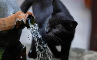 Chat qui refuse de boire : l'héritage du désert à déjouer