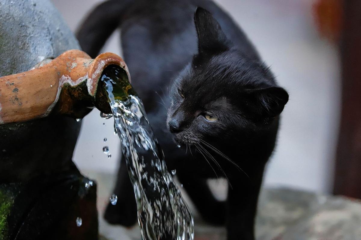 Chat qui refuse de boire : l'héritage du désert à déjouer