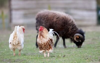 Bien-être animal en ferme