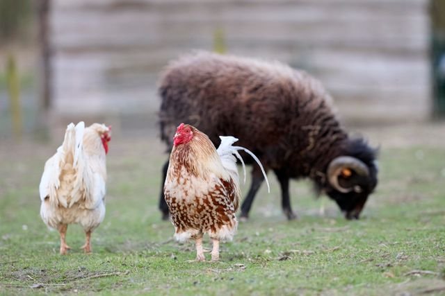 Bien-être animal en ferme